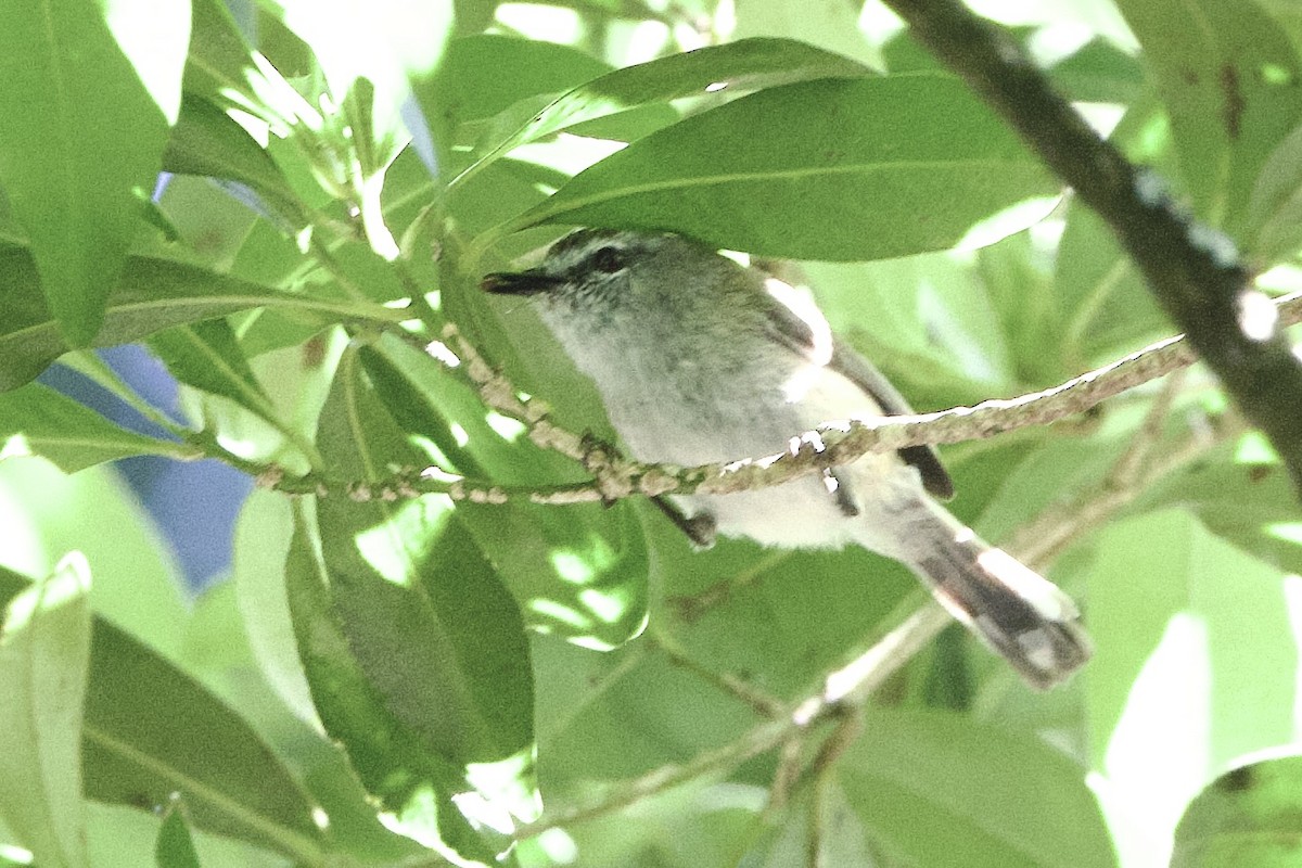 チャイロセンニョムシクイ - ML647300791