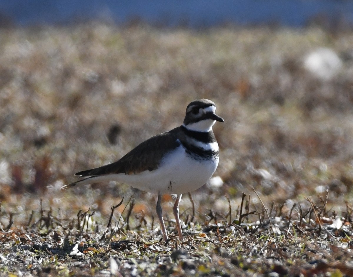Killdeer - ML647300792