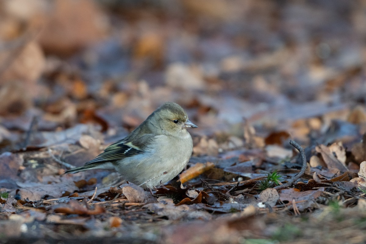 Common Chaffinch - ML647300793