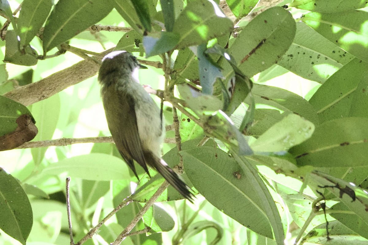 Brown Gerygone - ML647300798