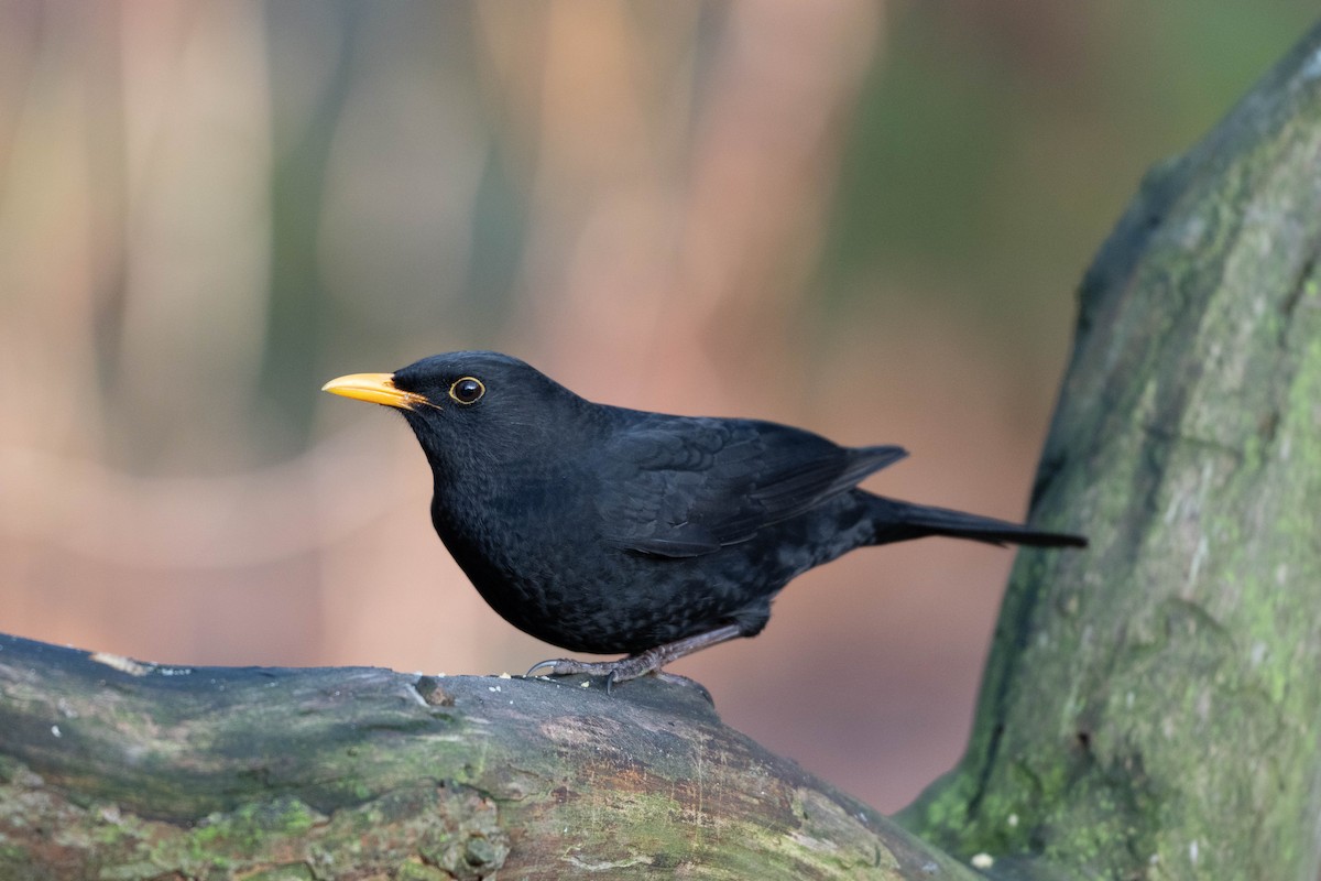 Eurasian Blackbird - ML647300799