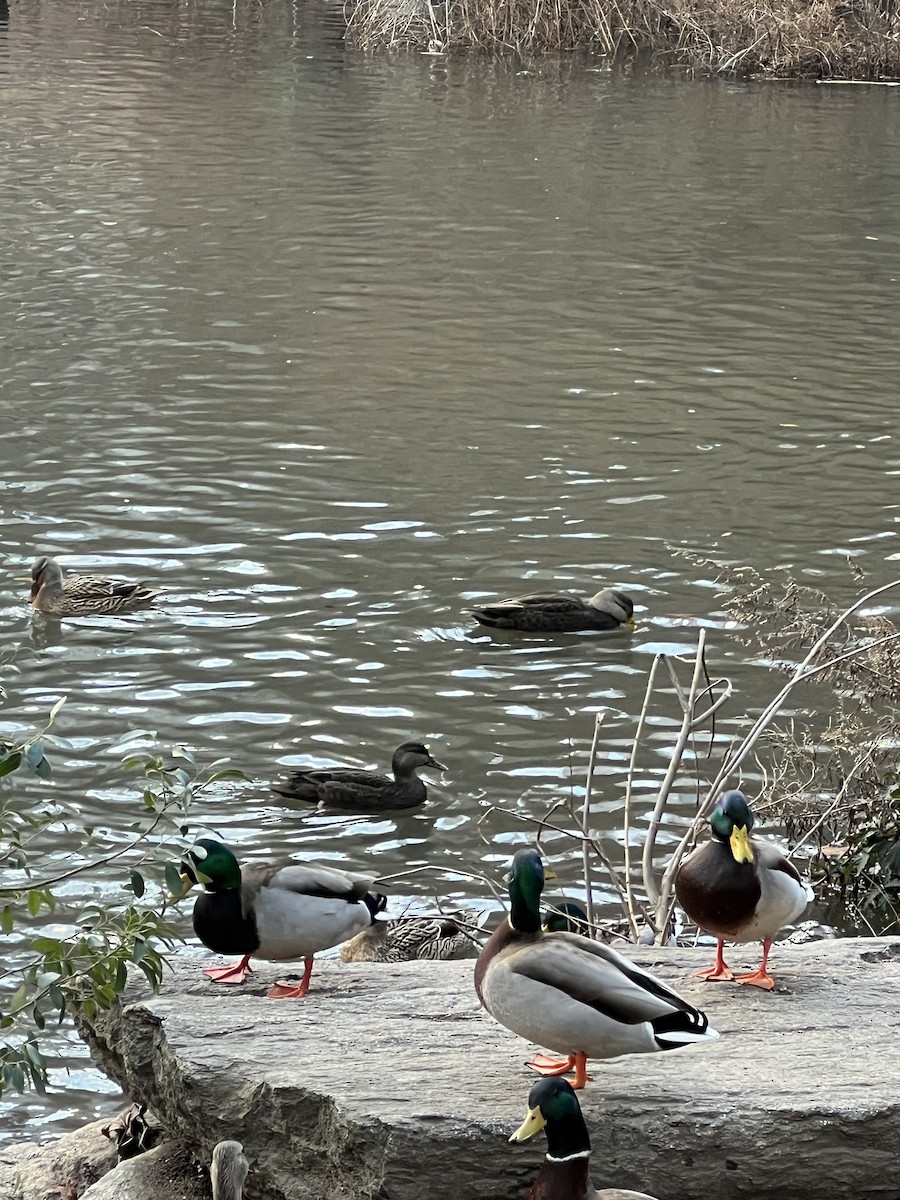 American Black Duck - ML647300800