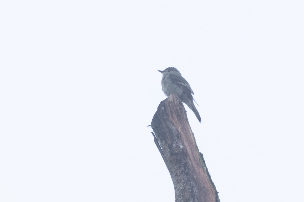 Western Wood-Pewee - ML647300801