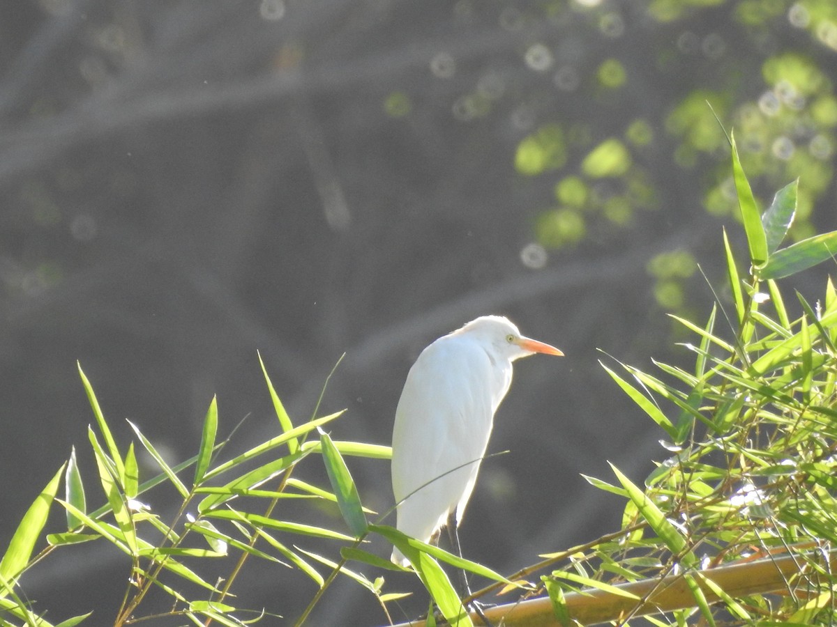 Western Cattle-Egret - ML647300802