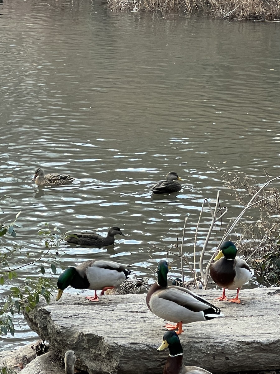 American Black Duck - ML647300803