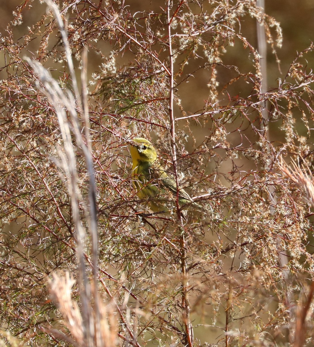 Prairie Warbler - ML647300809