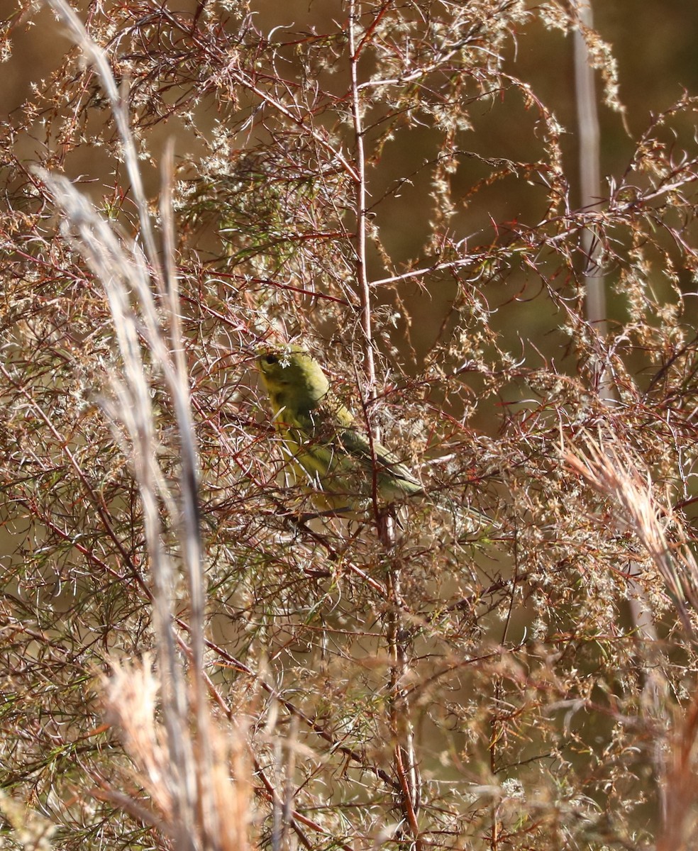 Prairie Warbler - ML647300810