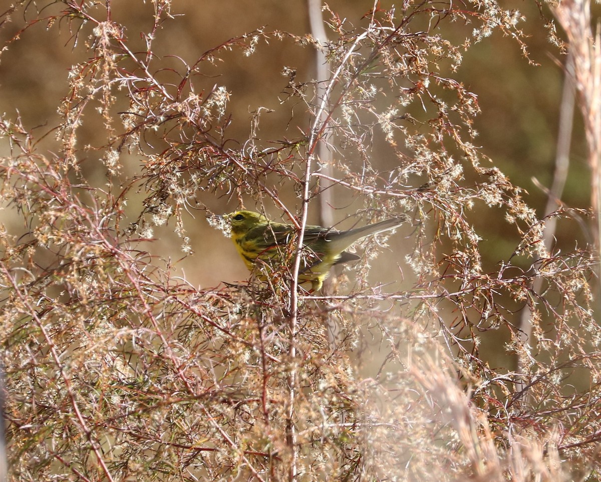 Prairie Warbler - ML647300811