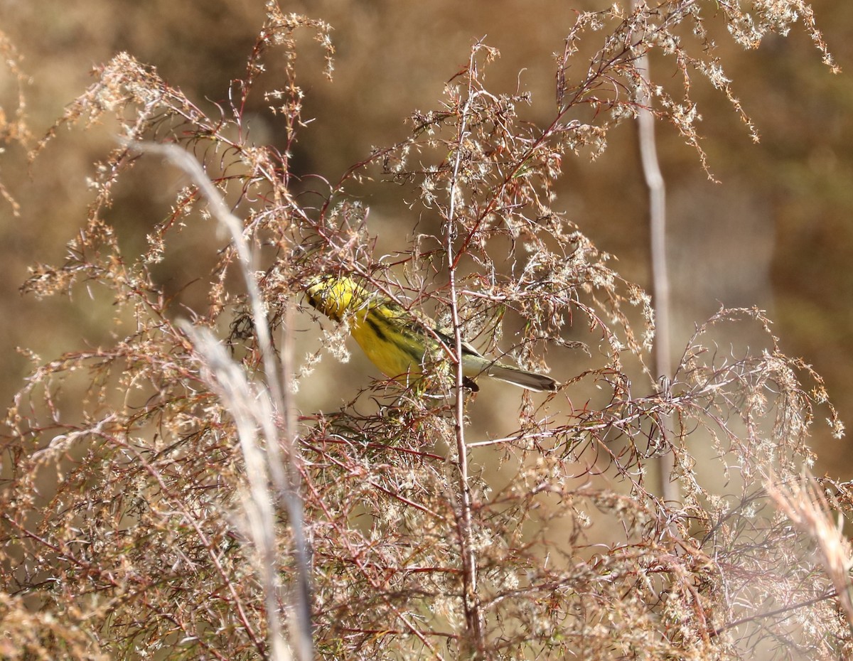 Prairie Warbler - ML647300812