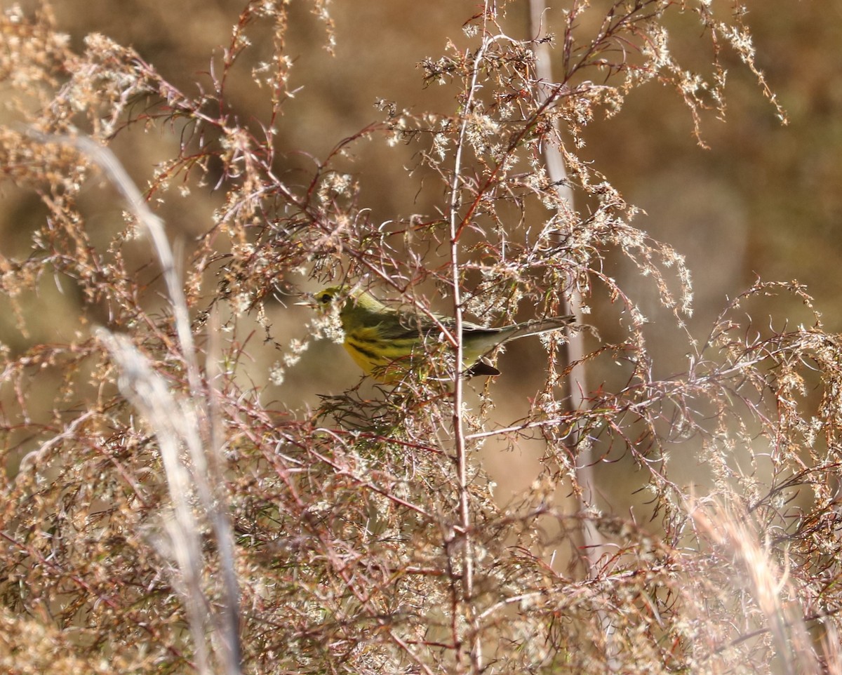 Prairie Warbler - ML647300813