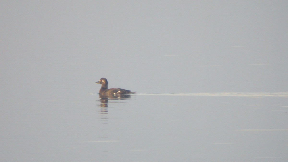Velvet Scoter - ML647300814