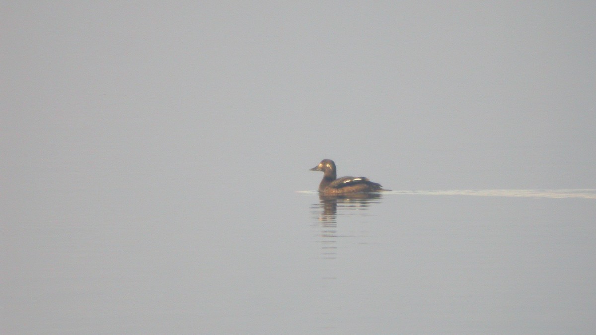 Velvet Scoter - ML647300815