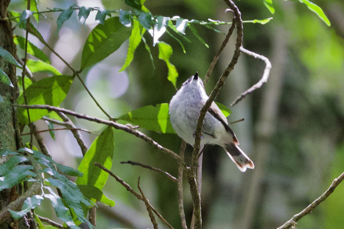 Brown Gerygone - ML647300816