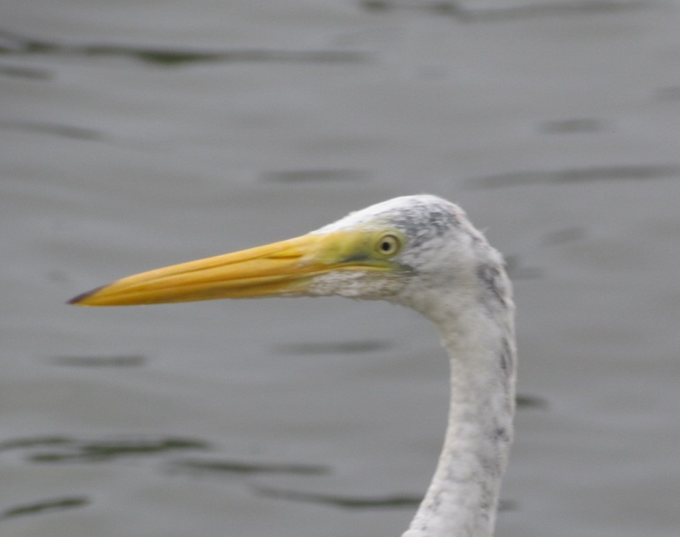 Great Egret - ML647300818