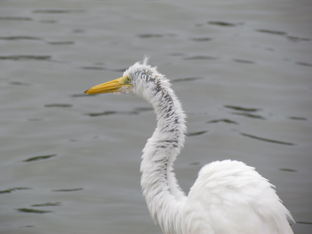 Great Egret - ML647300819
