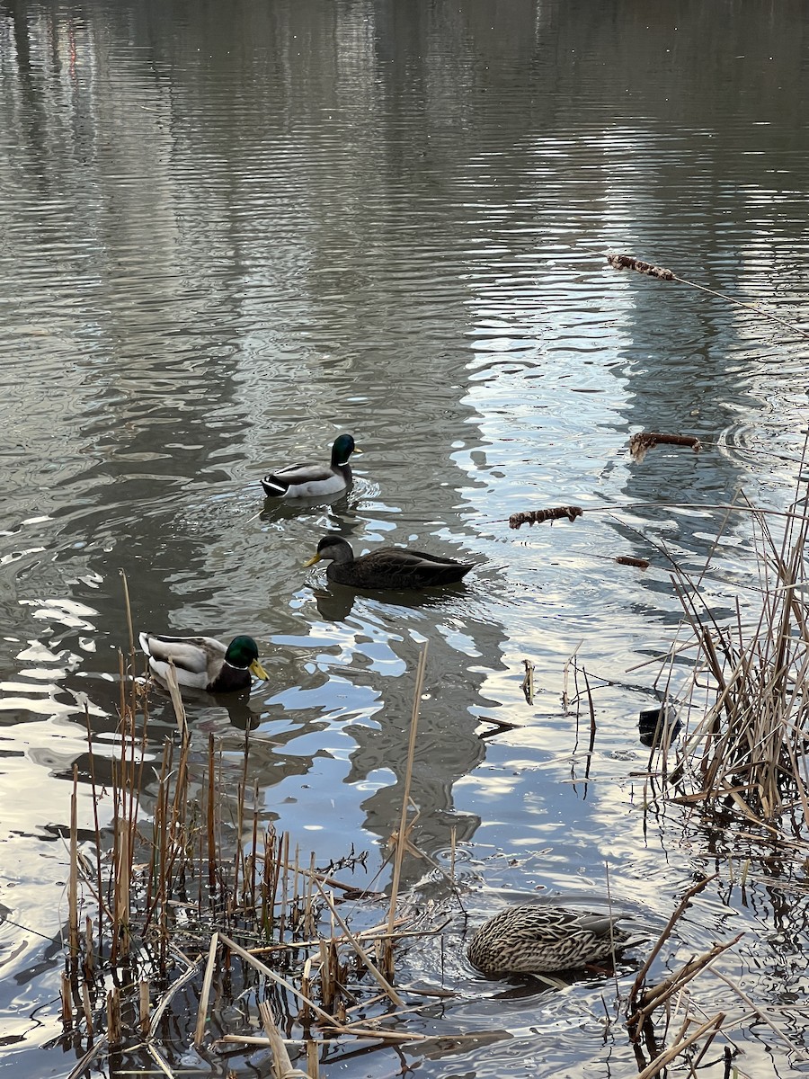 American Black Duck - ML647300821