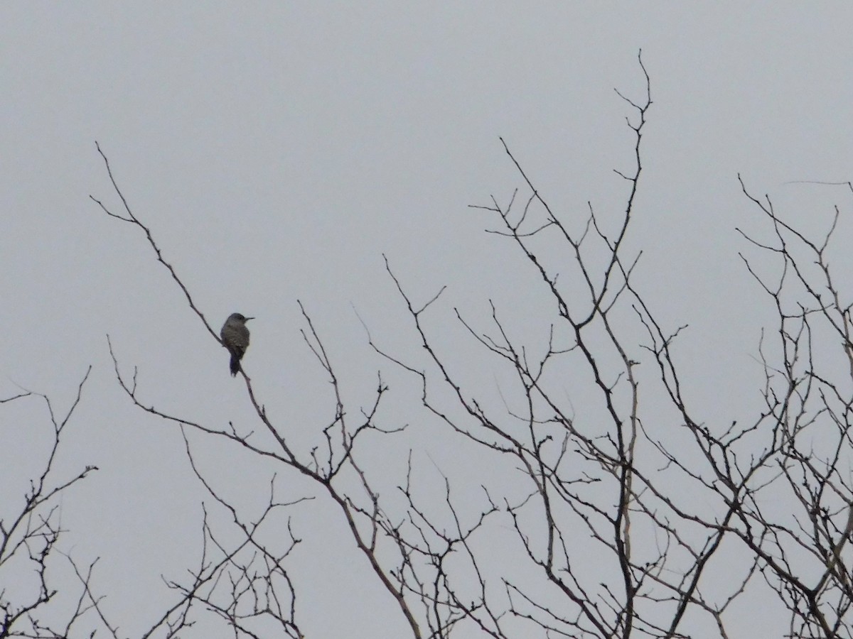 Northern Flicker - ML647300822