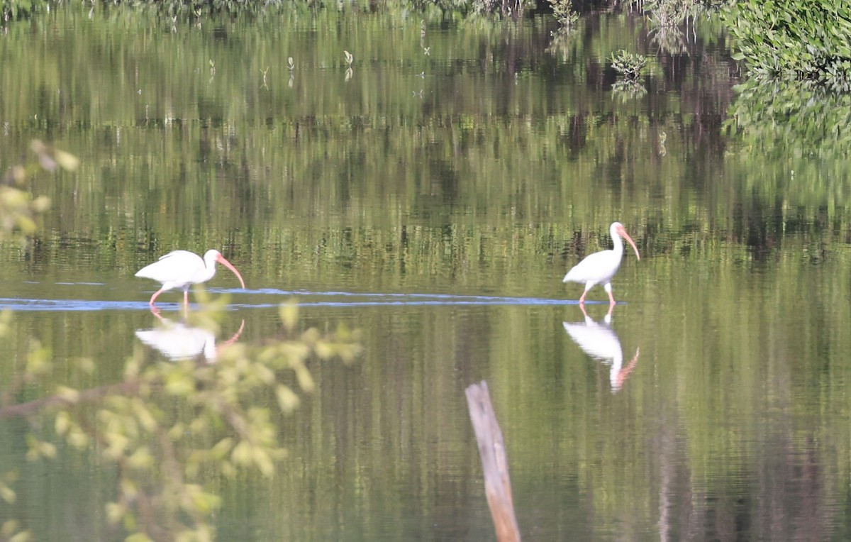 White Ibis - ML647300823