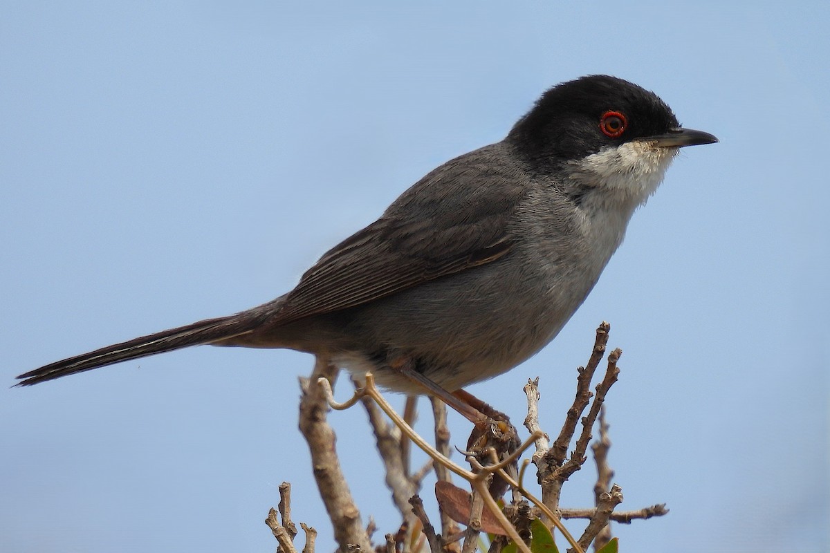 Sardinian Warbler - ML647300826