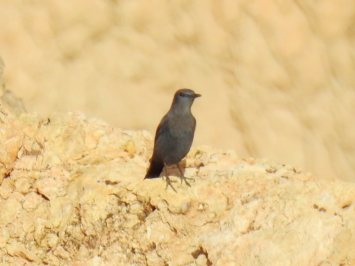Blue Rock-Thrush - ML647300828