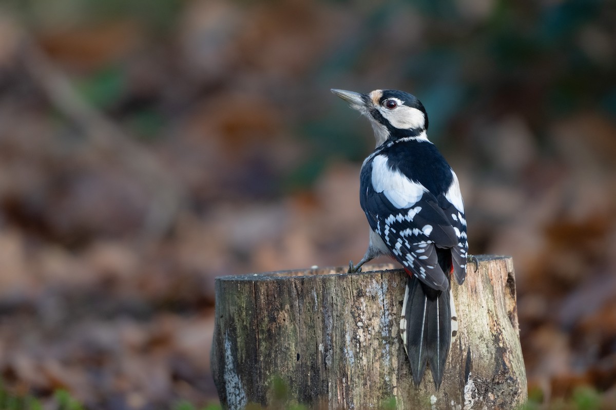 Great Spotted Woodpecker - ML647300829