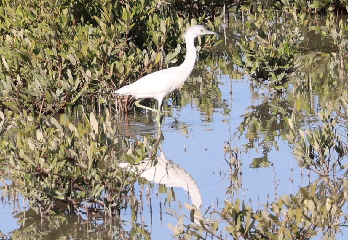 Little Blue Heron - ML647300830