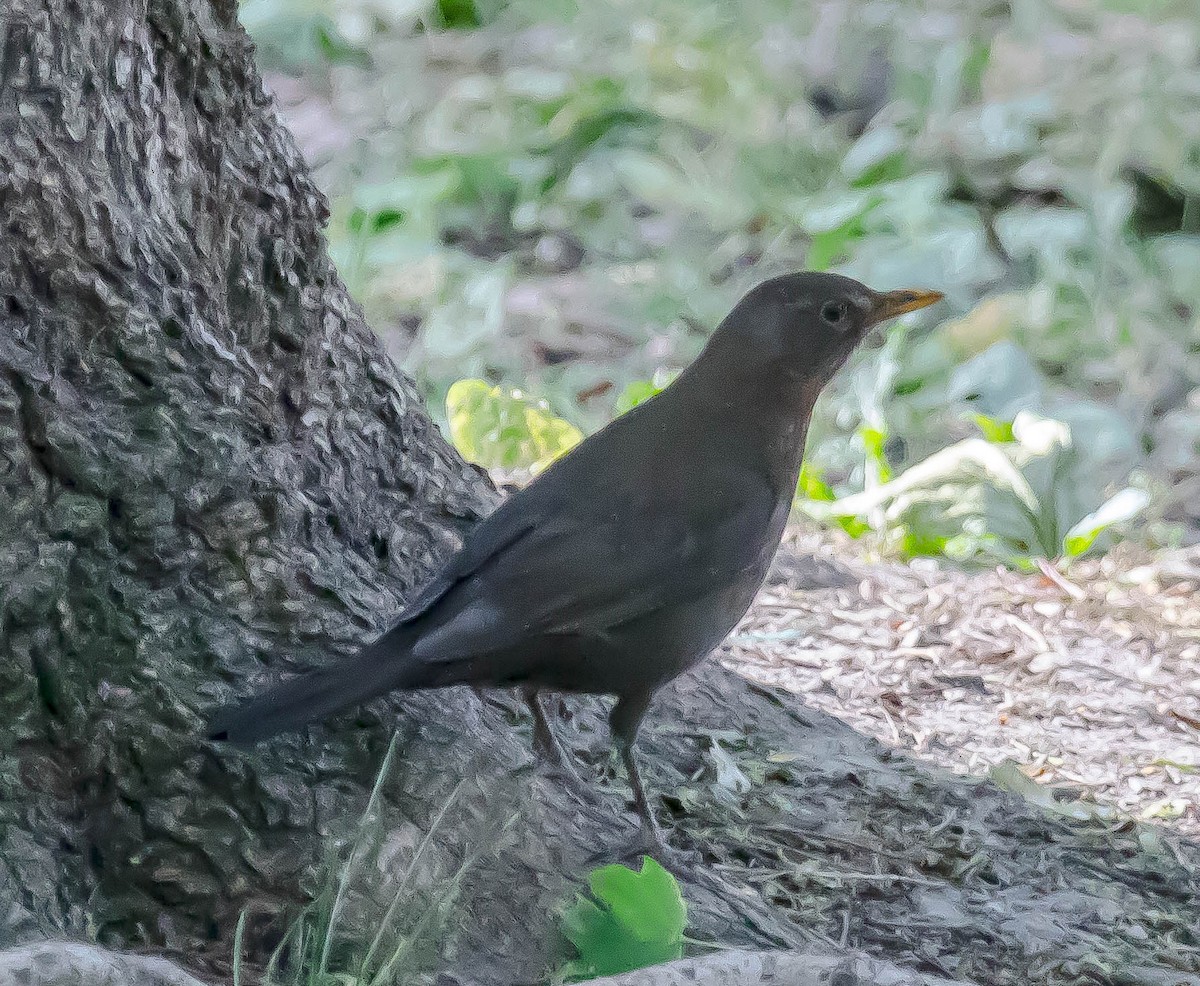 Eurasian Blackbird - ML647300833