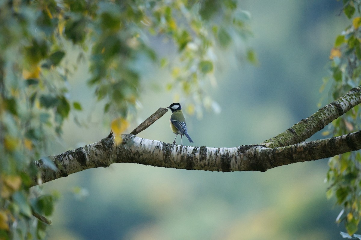 Great Tit - ML647300834