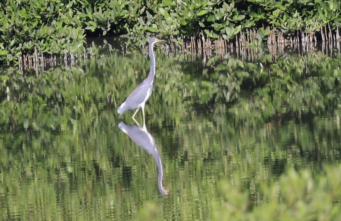 Tricolored Heron - ML647300836