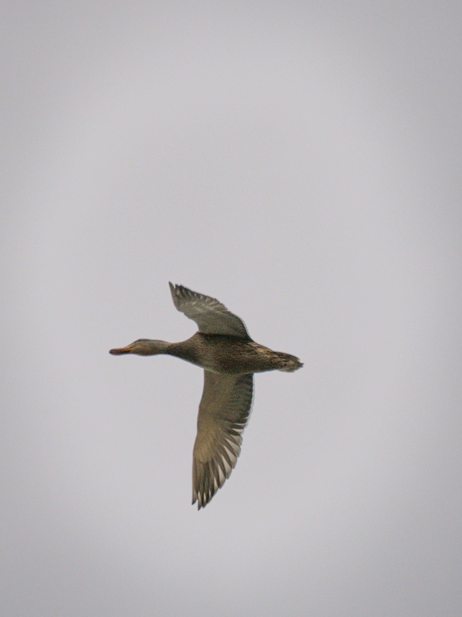 Mallard - ML647300846