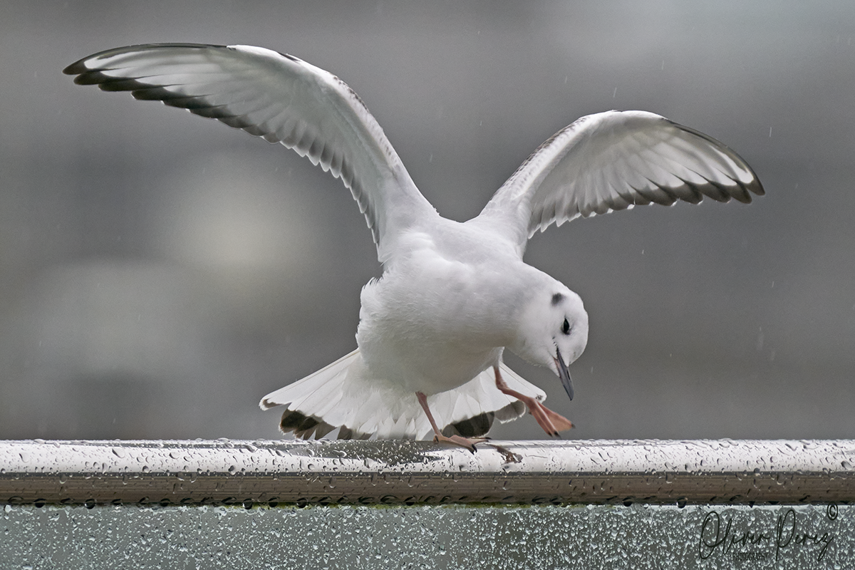 שחף אמריקני - ML647300853