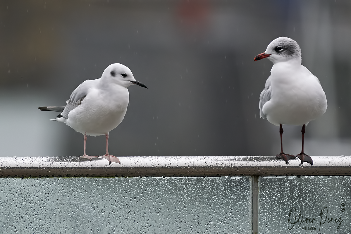 שחף אמריקני - ML647300854