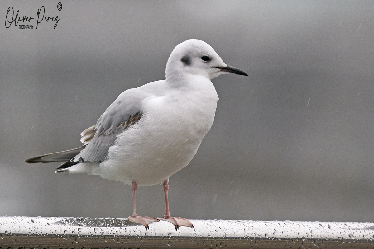 שחף אמריקני - ML647300855