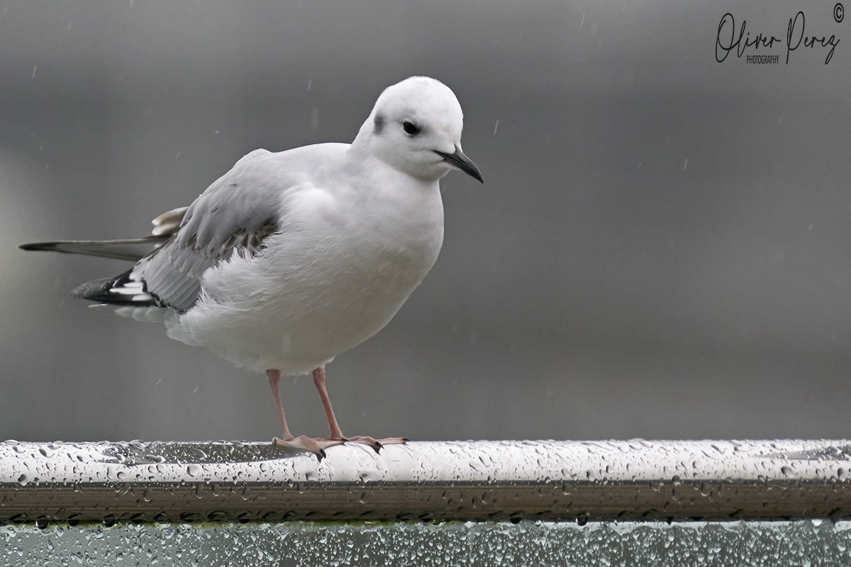 שחף אמריקני - ML647300856