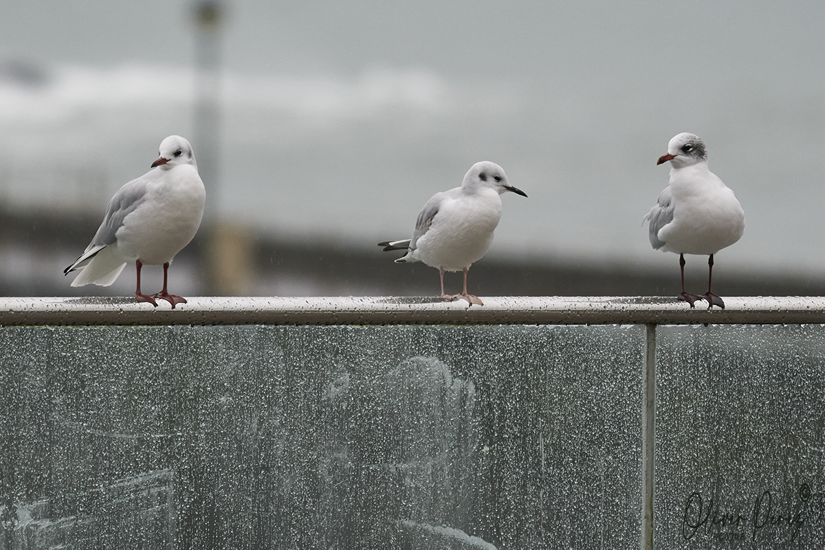 שחף אמריקני - ML647300857