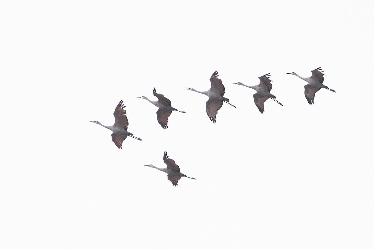 Kanadakranich - ML647300859