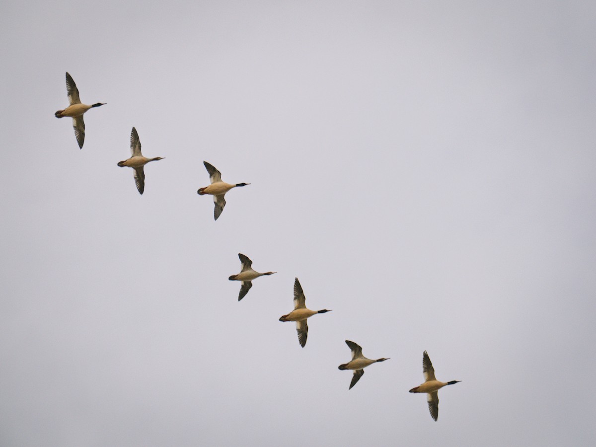 Common Merganser - ML647300860