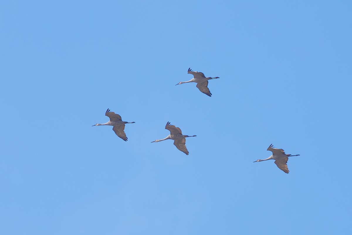 Kanadakranich - ML647300861