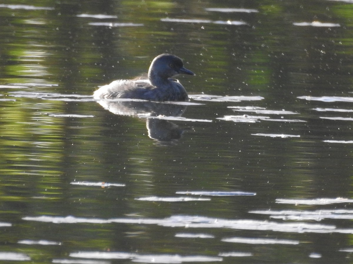 Least Grebe - ML647300865
