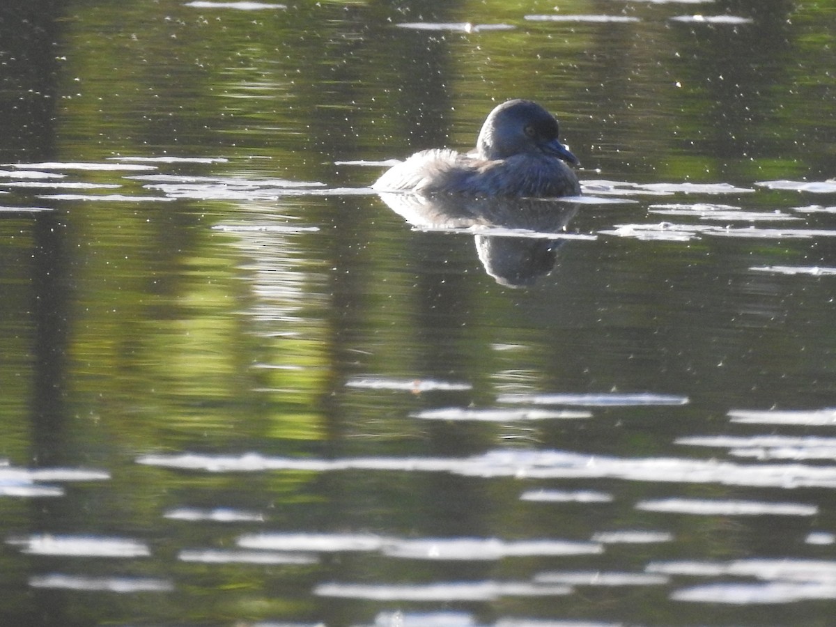 Least Grebe - ML647300866