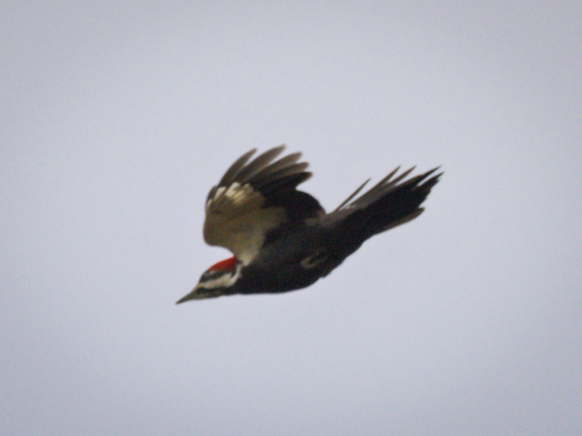 Pileated Woodpecker - ML647300867