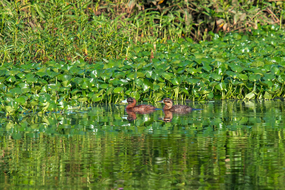 Masked Duck - ML647300873