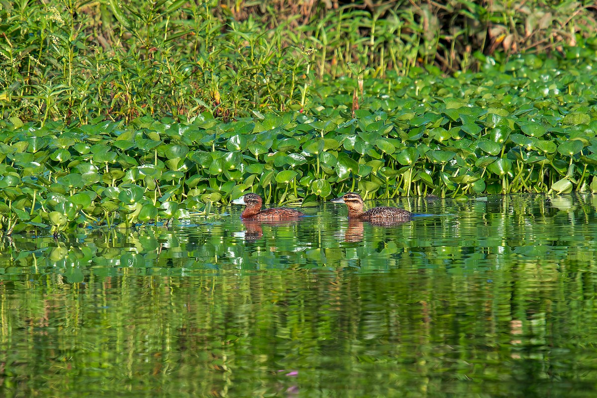 Masked Duck - ML647300874