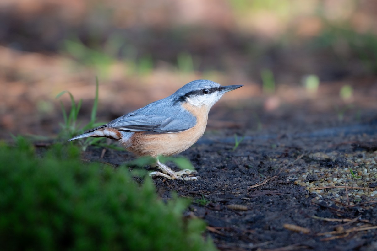 Повзик звичайний - ML647300881