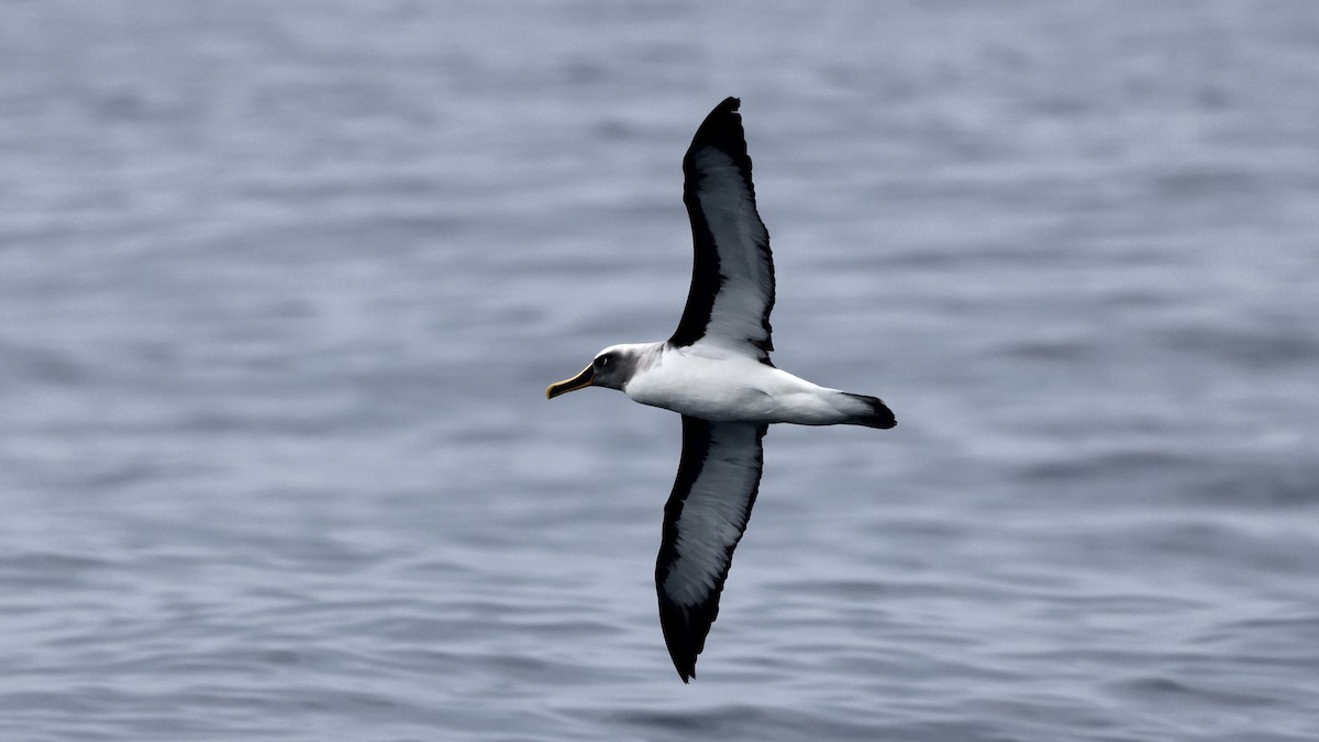 Буллеров альбатрос - ML647300882