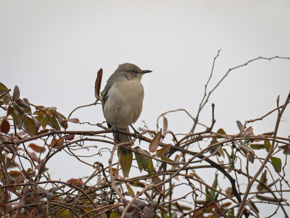 Northern Mockingbird - ML647300886
