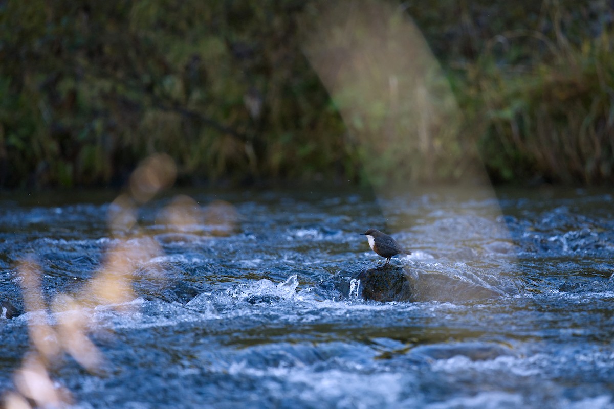 White-throated Dipper - ML647300888