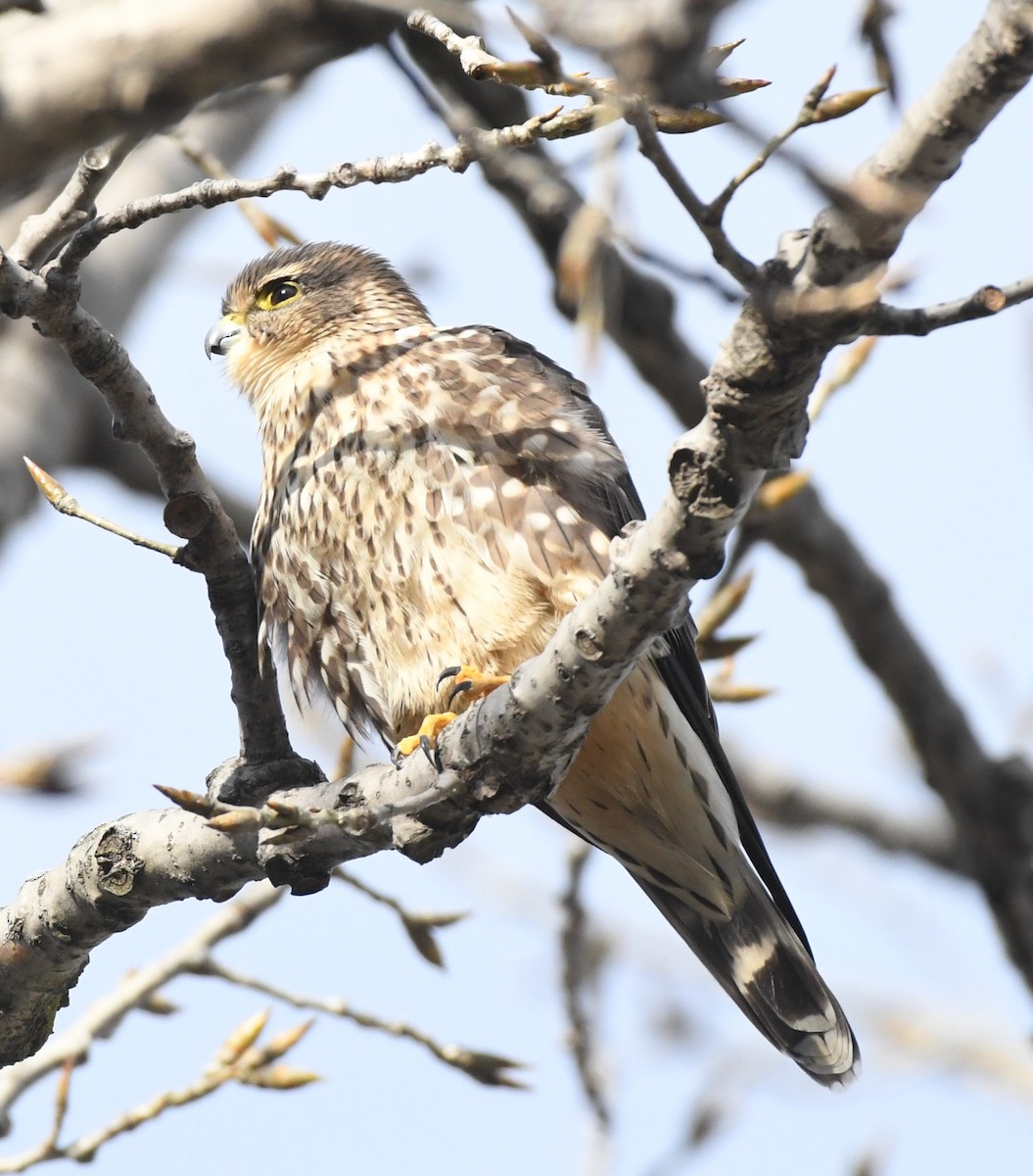 Merlin - ML647300897