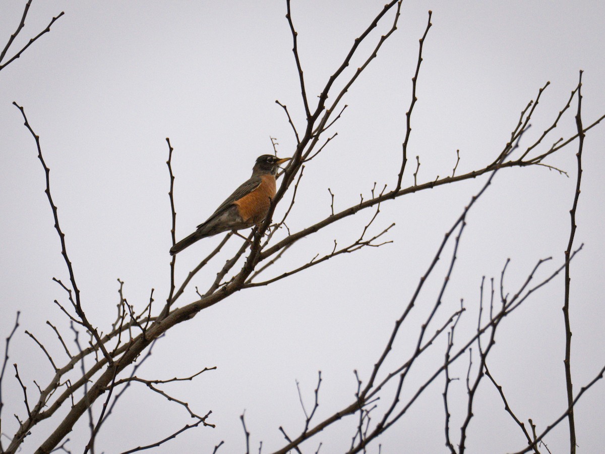 American Robin - ML647300898