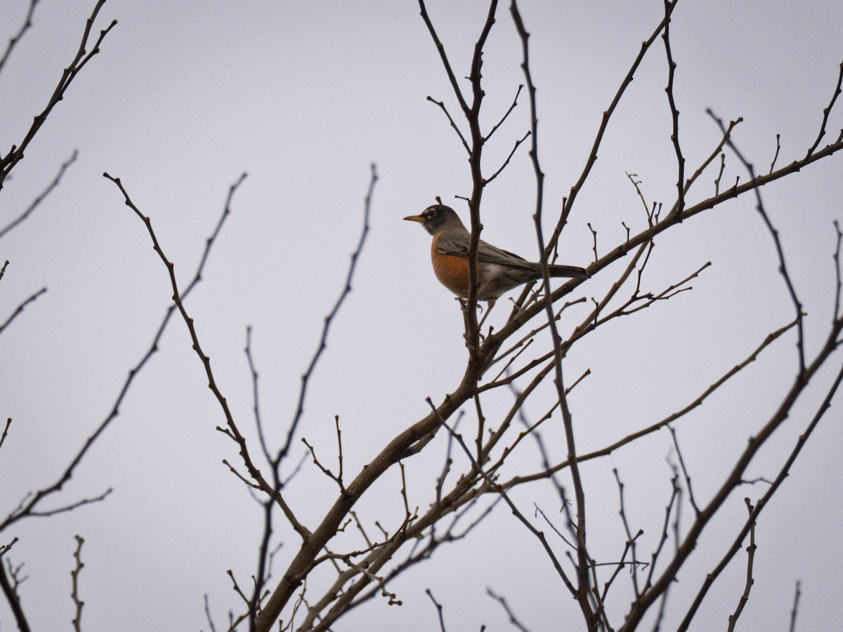 American Robin - ML647300899